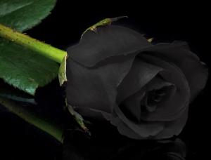 Black Rose - Mens and ladies escort agencies Sofia 1